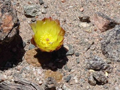 Tephrocactus bonnieae