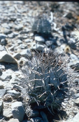 Astrophytum niveum , Cuatro Cinegas (520x800).jpg