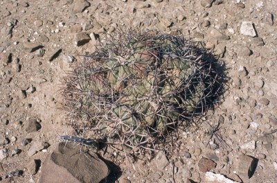 Echinocactus horzontalonius Cristate (800x527).jpg