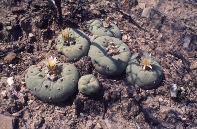 Lophophora diffusa  mit Blüten (800x526).jpg