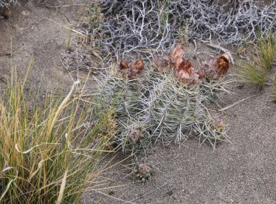 Austrocactus_sp.jpg