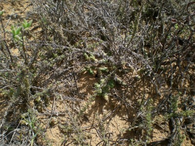 3,Euphorbia tridentata.jpg