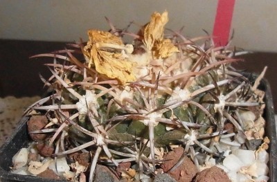 Discocactus_petrhalfari2_MH725_RIMG1268b.jpg