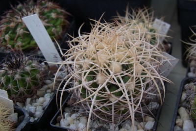 Discocactus_albispinus_Sämling_RIMG1338.jpg