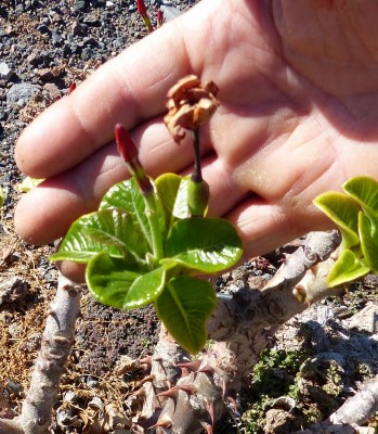 Pachypodium windsorii Frucht 1 (698x800).jpg