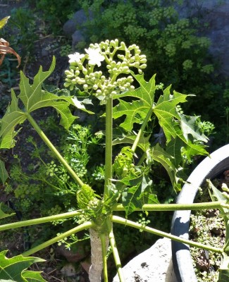 Jatropha spec. weiß (649x800).jpg