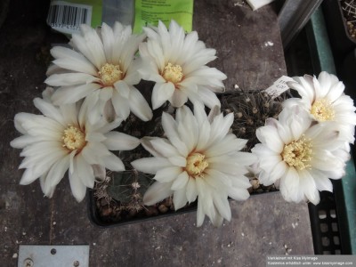 G.taningaense P 212_klein.jpg