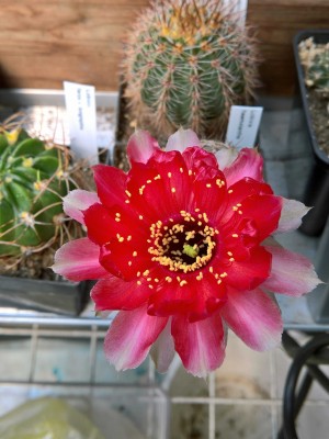 Lobivia haematantha6.jpg