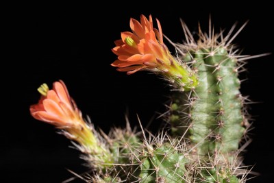 Echinocereus coccineus WB20210614 175438.jpg