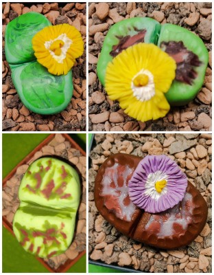 Lithops salicola Malachit, Lithops marmorata, Lithops dorotheae, Lithops otzeniana Cesky Granat