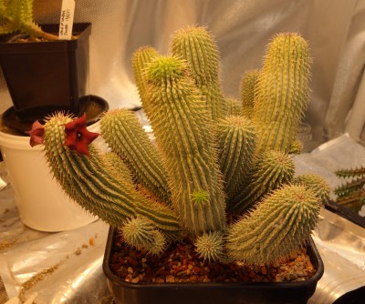 Hoodia Full 2.JPG