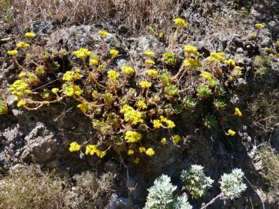 Aeonium simsii blühend (640x480).jpg