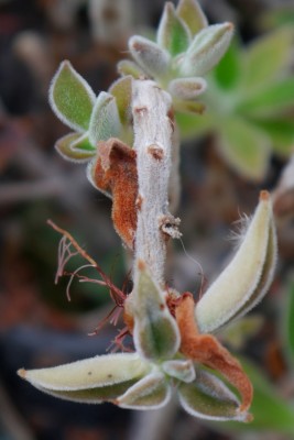 Echeveria_coccinea4a.jpg