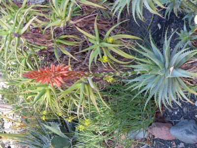 Aloe spinosissima.JPG