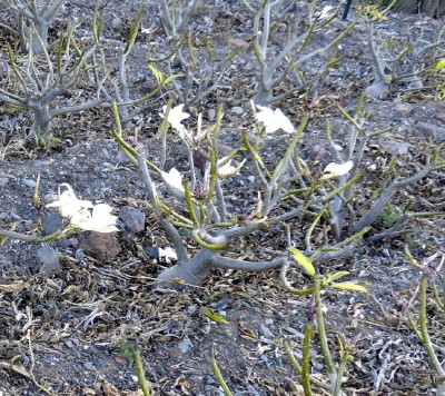 Pachypodium decaryi.JPG