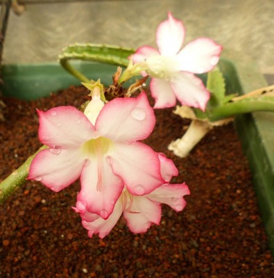 Adenium obesum rosa (790x800).jpg