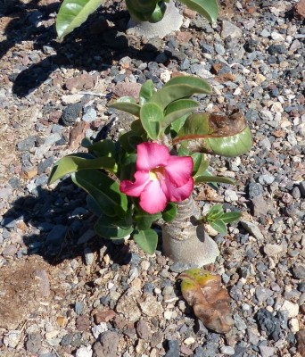 Adenium arabium 1.jpg