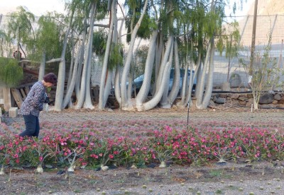 Adenium obesum , Blüten.jpg