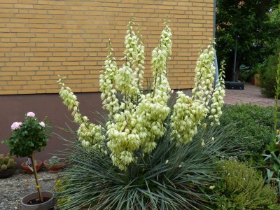 Yucca glauca.jpg