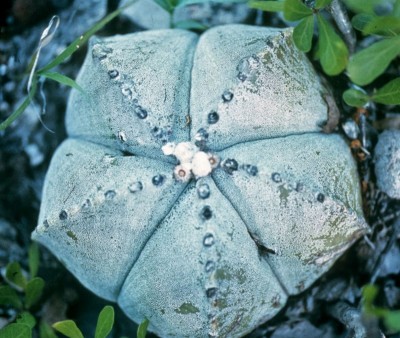 Astrophytum myriostigma (2).jpg