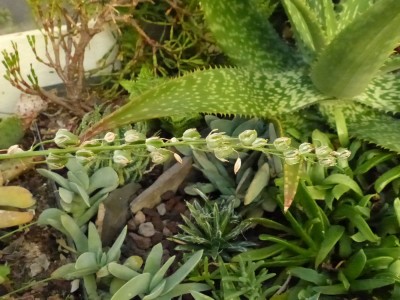 Albuca spec. Früchte.jpg