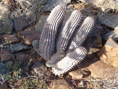 Hoodia gordonii Cristata.JPG