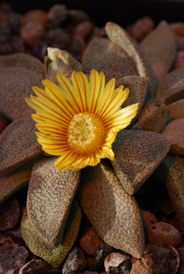 Aloinopsis rubrolineata.jpg