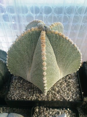 Copiapoa 030.JPG