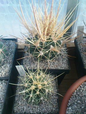 Copiapoa 034.JPG