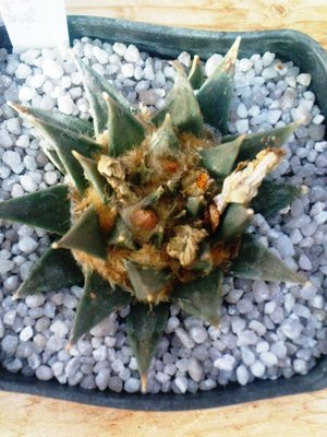 Ariocarpus trigonus var. minor.JPG