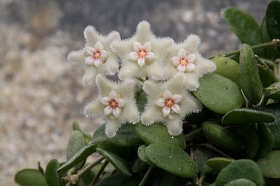 Hoya serpens (FH05,136) 001.JPG