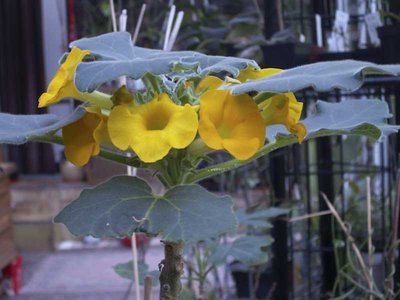 Uncarina-4715.jpg