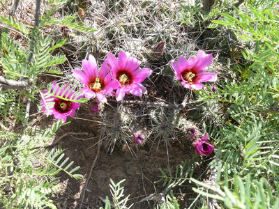 217 P1020944 Echinocereus enneacanthus.jpg