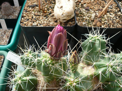 216 P1060833 Echinocereus enneacanthus.jpg