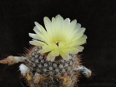 Notocactus spec. 2011 Juli19.jpg