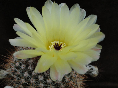 Notocactus spec. 2011 Juli19-1.jpg