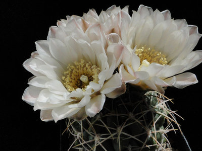 Gymnocalycium ritterianum (ex Haage) 2011 Juno27-1.jpg