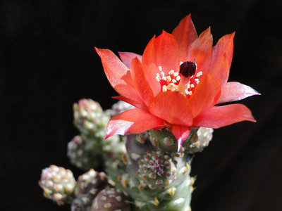 Austrocylindropuntia verschaffeltii 2011 Juli26-6.jpg