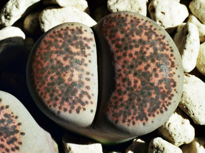 Lithops terricolor 'peersii' - C 131