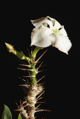 Pachypodium saundersii.jpg