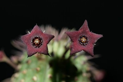 Hoodia mossamedensis (FH09,104) 012.jpg