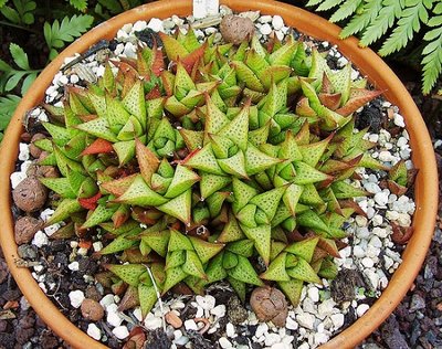 Haworthia venosa ssp. tesselata 1995-17 (4a).jpg