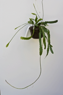 L.houlletiana.gif (164.94 KiB) 9376 mal betrachtet Lepismium houlletiana f. houlletiana