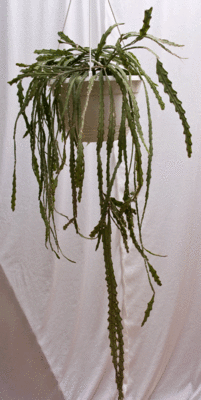 L.cruciforme