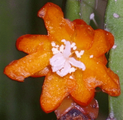 L.monacanthum Blüte