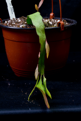 ssp. jamaicensis