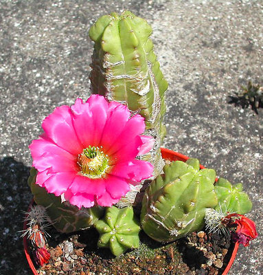 Echinocereus viereckii ssp. morricalii.jpg