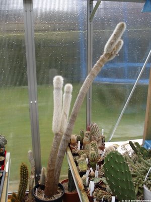 Cleistocactus straussii