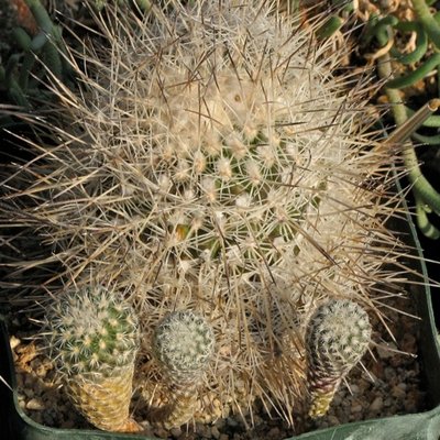 Gymnocactus mandragora