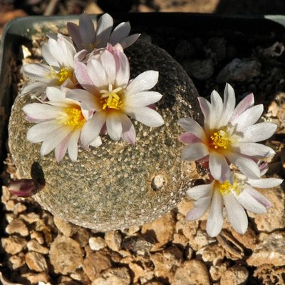 IMG_0154.jpeg (105.06 KiB) 15581 mal betrachtet Blossfeldia spec Rio Icla